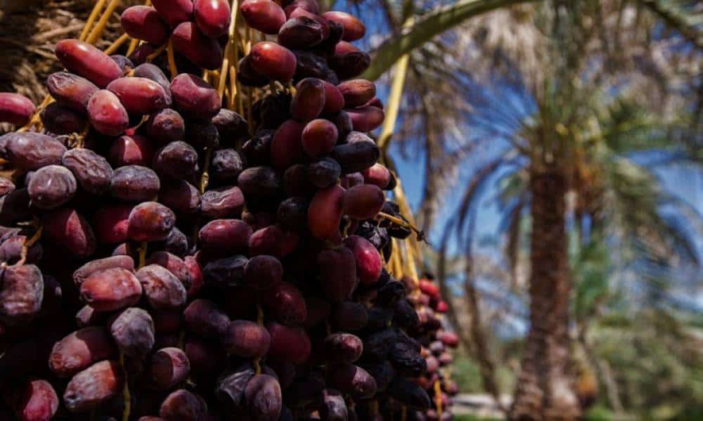 تصویر 3 از خرید و فروش خرما با شرایط فوق العاده